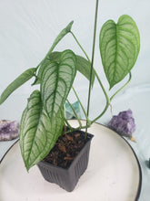 Load image into Gallery viewer, Monstera Siltepecana El Salvador 4" pot, Fedex 2day*
