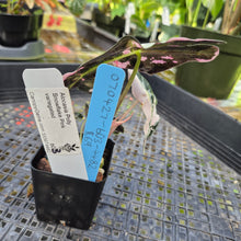 Load image into Gallery viewer, Alocasia polly snowflake variegated, Exact Plant Ships Nationwide.