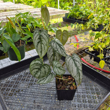 Load image into Gallery viewer, Philodendron Brandtianum, Exact Plant Ships Nationwide