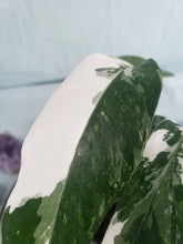 Load image into Gallery viewer, Pinnatum Albo, Exact Plant, Epipremnum