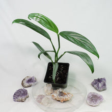 Load image into Gallery viewer, Epipremnum Amplissimum Silver Stripe 4" pot, Fedex 2day*