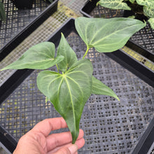 Load image into Gallery viewer, Anthurium Macrolobium, Exact Plant Ships Nationwide