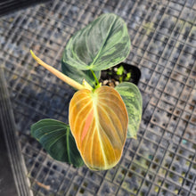 Load image into Gallery viewer, Philodendron Melanochrysum, Exact Plant Variegated Ships Nationwide