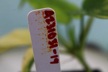 Load image into Gallery viewer, Variegated Philodendron Bipennifolium exact plant, ships nationwide