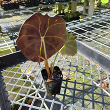 Load image into Gallery viewer, Alocasia Longiloba Grandis x Sanderiana 'Mark Campbell', Exact Plant