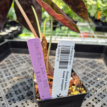 Load image into Gallery viewer, Alocasia Sedenii Aurea Variegated exact plant, Fedex 2day*