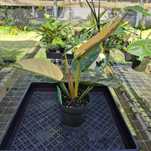 Load image into Gallery viewer, Philodendron Green Congo Nuclear, Exact Plant Variegated