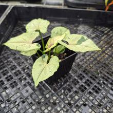 Load image into Gallery viewer, Syngonium Green Splash, Exact Plant Variegated Ships Nationwide