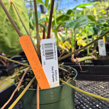 Load image into Gallery viewer, Anthurium Ace of Spades, Exact Plant Ships Nationwide