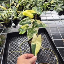 Load image into Gallery viewer, Philodendron Burle Marx Variegated exact plant, Fedex 2day*