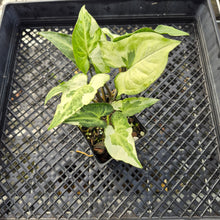 Load image into Gallery viewer, Syngonium Three Kings Magic Marble Variegated 4" pot, Fedex 2day*