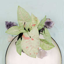 Load image into Gallery viewer, Syngonium Milk Confetti Shipped Nationwide