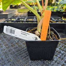 Load image into Gallery viewer, Philodendron Goldiana, Exact Plant Ships Nationwide