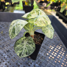 Load image into Gallery viewer, Alocasia Ninja Tricolor, Exact Plant Variegated Ships Nationwide