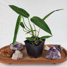 Load image into Gallery viewer, Anthurium Warocqueanum, Queen 4" pot, Fedex 2day*