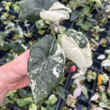 Load image into Gallery viewer, Alocasia Melo Albo variegated 2.5" pot, Fedex 2day*