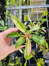 Load image into Gallery viewer, Philodendron Strawberry Caramel Marble Variegated 2.5" pot Fedex 2day*