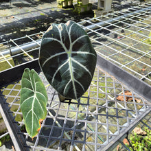 Load image into Gallery viewer, Alocasia Longiloba Grandis x Sanderiana 'Mark Campbell', Exact Plant
