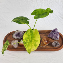 Load image into Gallery viewer, Alocasia Gageana Aurea, Exact Plant Variegated