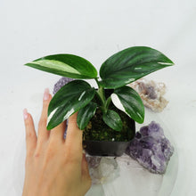 Load image into Gallery viewer, Monstera Standleyana Albo Variegated 2.5" Pot, Fedex 2 day*