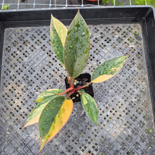 Load image into Gallery viewer, Philodendron Red Congo, Exact Plant Variegated Ships Nationwide