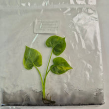 Load image into Gallery viewer, Philodendron Angela Aurea variegated tissue culture 2DayAir