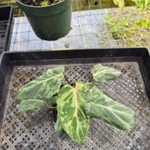Load image into Gallery viewer, Philodendron Gloriosum Snow Leopard, variegated, Exact Plant Ships Nationwide