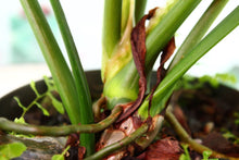 Load image into Gallery viewer, Variegated Philodendron Mottled Dragon Lime Fiddle Exact Plant