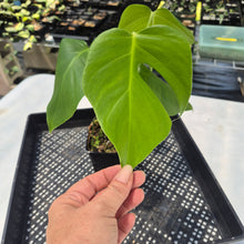 Load image into Gallery viewer, Monstera Sierrana Hawaii Clone, Exact Plant Ships Nationwide