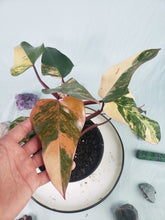 Load image into Gallery viewer, Strawberry Shake, Exact Plant, variegated Philodendron