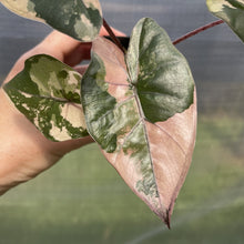 Load image into Gallery viewer, Alocasia Yucatan Princess Pink variegated exact plant, Fedex 2day*