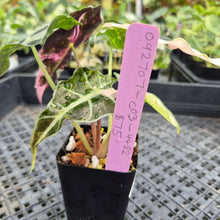 Load image into Gallery viewer, Alocasia Polly Snowflake Pink variegated exact plant, Fedex 2day*
