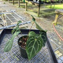 Load image into Gallery viewer, Anthurium Besseae AFF x Forgettii White Stripe, Exact Plant