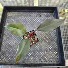 Load image into Gallery viewer, Philodendron Royal Queen, Exact Plant Ships Nationwide