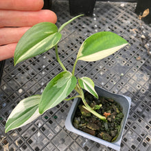 Load image into Gallery viewer, Scindapsus Blue Albo Variegated 2.5" pot, Fedex 2day*