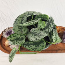 Load image into Gallery viewer, Scindapsus Silver Lady, Exact Plant multi pot Ships Nationwide