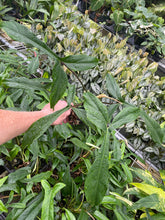 Load image into Gallery viewer, Philodendron 69686 Bette Waterbury 2.5" pot, Fedex 2day*