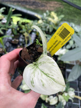 Load image into Gallery viewer, Scindapsus Moonlight Marble Variegated 2.5" pot, Fedex 2day*