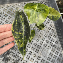 Load image into Gallery viewer, Alocasia Sedenii Aurea Variegated exact plant, Fedex 2day*
