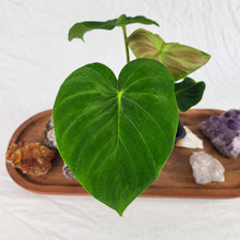 Load image into Gallery viewer, Philodendron Verrucosum Pseudoverrucosum Croat 4" pot, Fedex 2day*