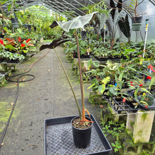Load image into Gallery viewer, Alocasia Longiloba Lowii exact plant, Fedex 2day*
