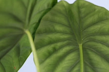 Load image into Gallery viewer, Alocasia Green Shield Exact Plant