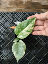 Load image into Gallery viewer, Monstera deliciosa green snow, Exact Plant Ships Nationwide