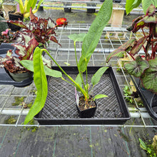 Load image into Gallery viewer, Anthurium Spectabile Wide Form, Exact Plant