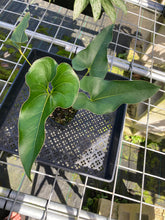 Load image into Gallery viewer, Anthurium Brownii, Exact Plant