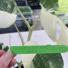 Load image into Gallery viewer, Monstera Borsigiana Albo Deliciosa Variegated exact plant, Fedex 2day*