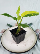 Load image into Gallery viewer, Variegated Domesticum, Exact Plant, Philodendron