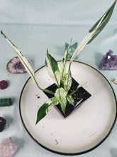 Load image into Gallery viewer, Spathiphylum jessica, Exact Plant, double plant, Variegated