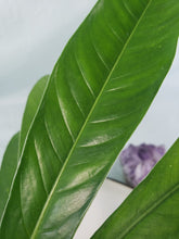 Load image into Gallery viewer, Philodendron Acutifolium, Exact Plant