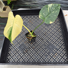 Load image into Gallery viewer, Monstera Deliciosa Creme Brulee variegated exact plant, Fedex 2day*